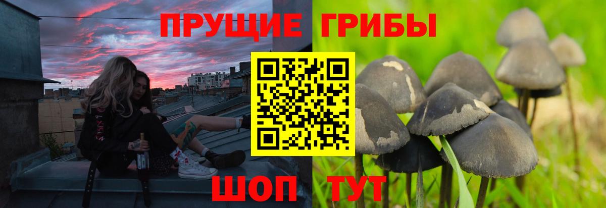 Псилоцибиновые грибы GOLDEN TEACHER  Вход с VPN  Дальнегорск 